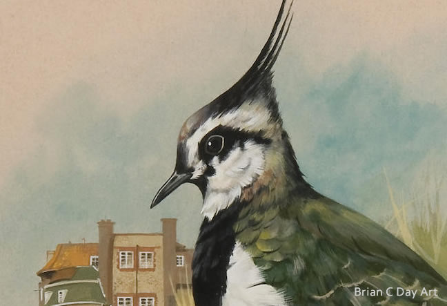 Lapwing at Blakeney Goauche on board by Brian C. Day, detail
