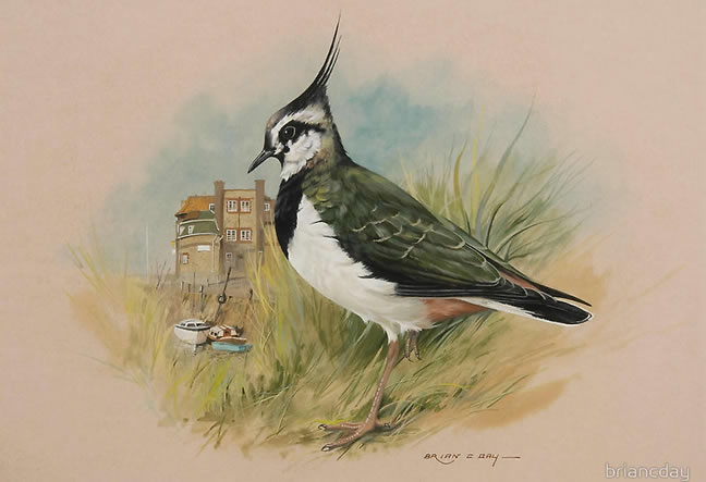 Lapwing at Blakeney Goauche on board by Brian C. Day