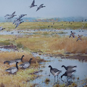 Brent Geese over Cley Marshes